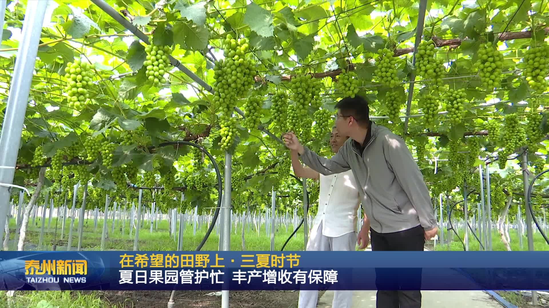 在希望的田野上·三夏时节  夏日果园管护忙 丰产增收有保障